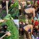 Petani Ditemukan Meninggal di Sawah, Tim Pamapta dan Inafis Polres Sragen Pastikan Tak Ada Unsur Kekerasan