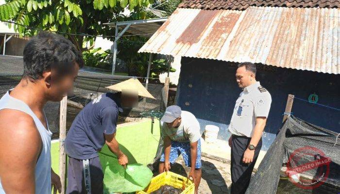 Panen 56 Kilogram Ikan Lele di Lahan SAE, Lapas Kelas IIB Pati Perkuat Pembinaan Kemandirian dan Ketahanan Pangan