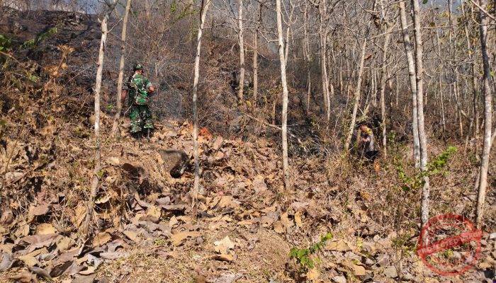 Respons Cepat Laporan Titik Api, Polsek Ngadirojo Pastikan Tidak Ada Kebakaran Aktif di Perhutani Gemawang
