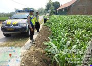 Polsek Masaran Pastikan Tanaman Jagung LBS Tumbuh Sehat, Dukung Ketahanan Pangan di Sragen