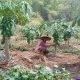‎Petani Pepaya Kalifornia Asal Jatiroto ,Wonogiri Bakal Raup Omzet Puluhan Juta Tahun ini