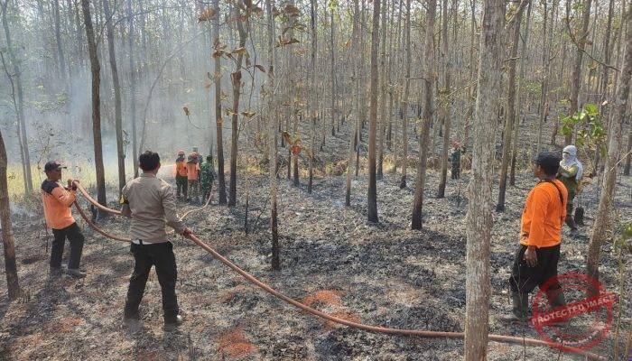 Polisi Gerak Cepat Cek Titik Api di Jatiroto, Kebakaran Lahan Perhutani 4 Hektare Berhasil Dipadamkan