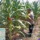 Jagung 65 Hari Tumbuh Subur, Polsek Sumberlawang Pastikan Lahan LBS Siap Panen Oktober