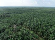 Felda Kuasai 37% Saham BWPT, Potensi Jual Saham Jadi Sentimen Negatif