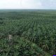 Felda Kuasai 37% Saham BWPT, Potensi Jual Saham Jadi Sentimen Negatif