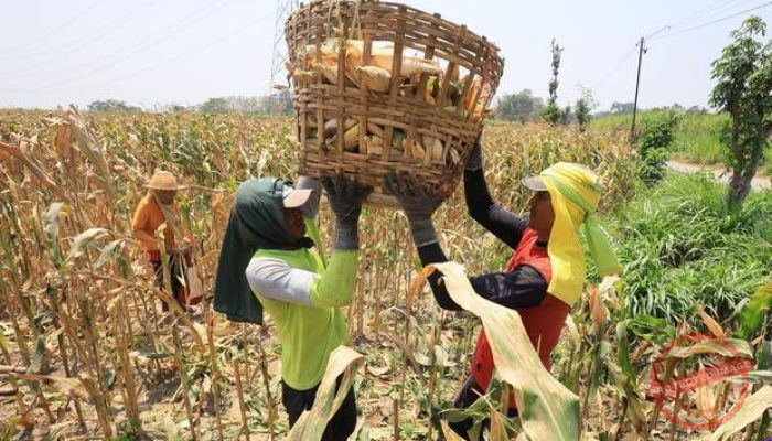 Pasokan Biofuel Terbatas, Prioritaskan untuk Pesawat dan Kapal