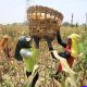 Pasokan Biofuel Terbatas, Prioritaskan untuk Pesawat dan Kapal