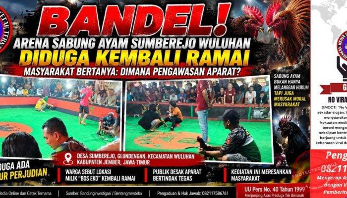 Bandel! Arena Sabung Ayam Sumberejo Wuluhan Diduga Kembali Ramai, Kapolsek Wuluhan: “Nanti Kami Cek”