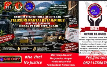 Gakkum Kementerian Kehutanan Tuntaskan Pulbaket Getah Pinus TNGC, Rantai Penampungan Hingga PT EMB Diminta Dibuka Terang