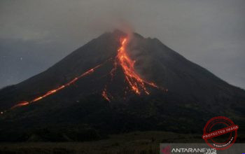 Gunung Merapi Masih Siaga, 100 Kali Guguran Lava dalam Sepekan