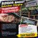 Program Budidaya Maggot RW 22 dan RW 04 Cilangkap Disorot, Transparansi Anggaran Dipertanyakan
